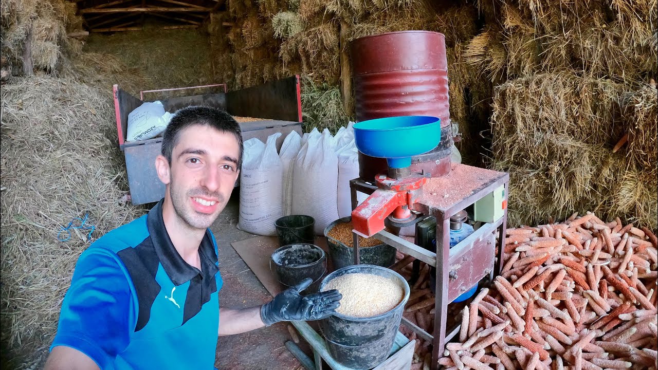 UTILAJ MULTIFUNCTIONAL, CURĂȚĂ ȘI MACINĂ PORUMB + UN NOU VIȚEL LA FERMĂ