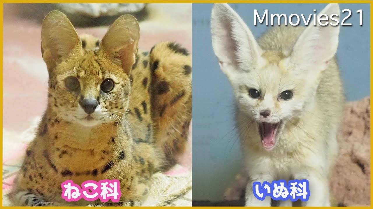 【サーバル＆フェネック】のんほいパーク夜行性動物館の狙い目は朝〜Serval & Fennec fox