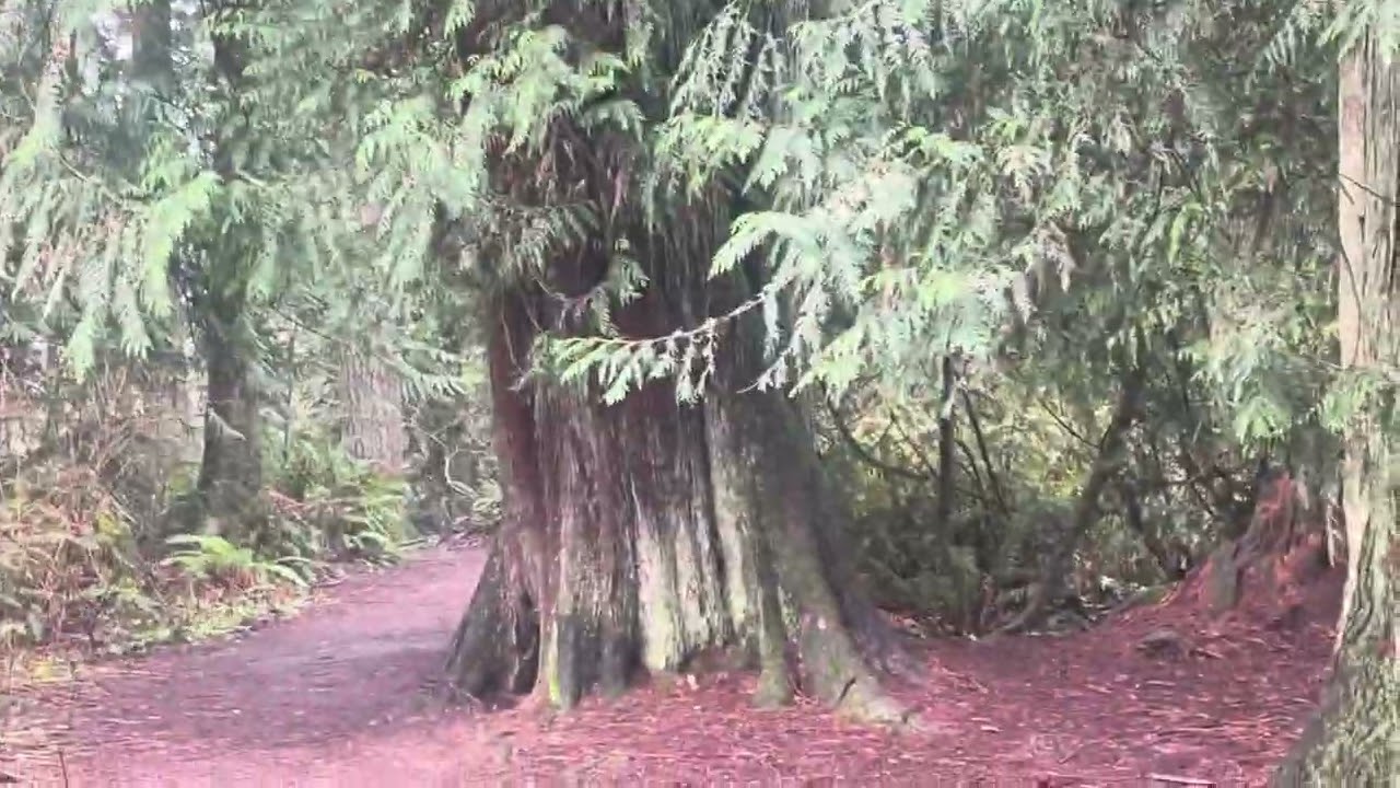 Los. Ninos en el bosque lo q nos topamos
