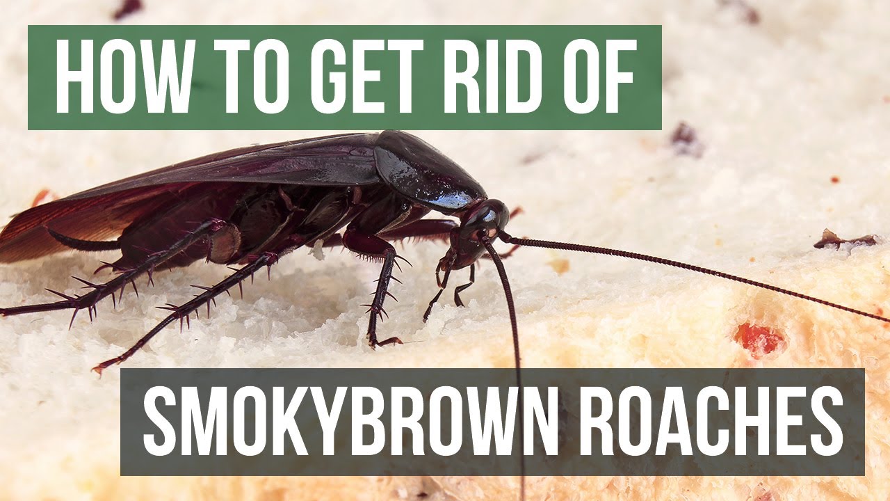 How to Get Rid of Smokybrown Cockroaches (Large Outdoor Flying Roaches)