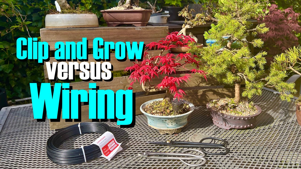 Bonsai: Clip and grow versus wiring