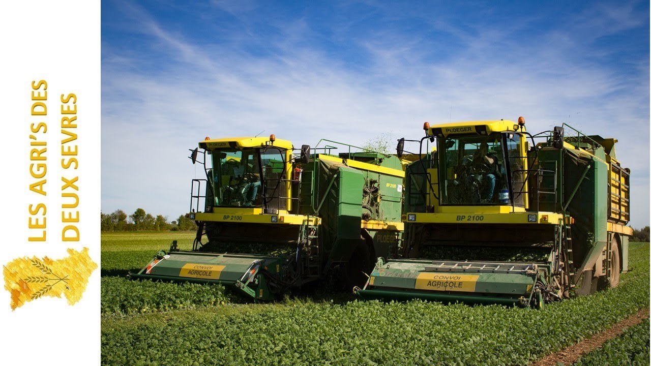 RECOLTE DE HARICOTS VERT | Retrouvez Fred et Corentin jour et nuit ! | Ploeger