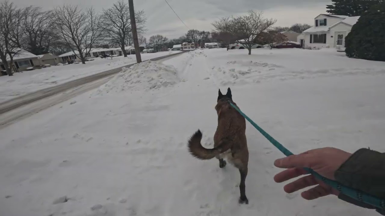 Ruger Malinois Walk