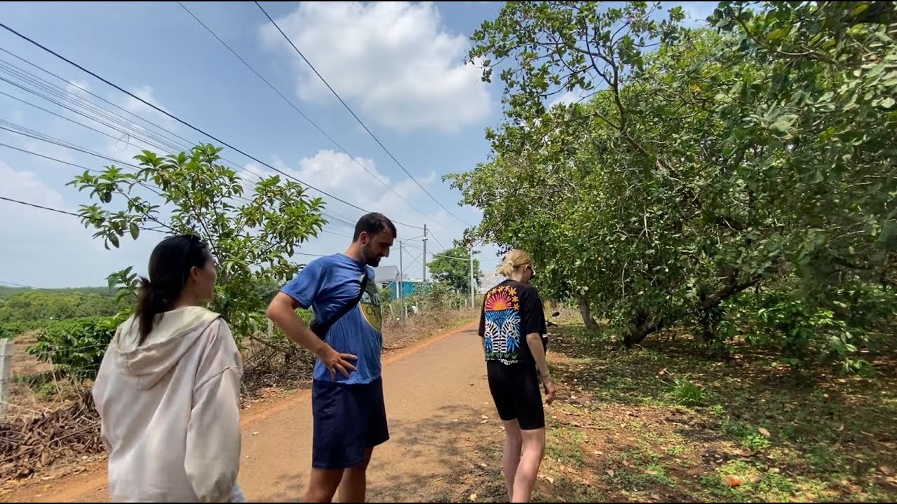 Vietnam cashew farm tour