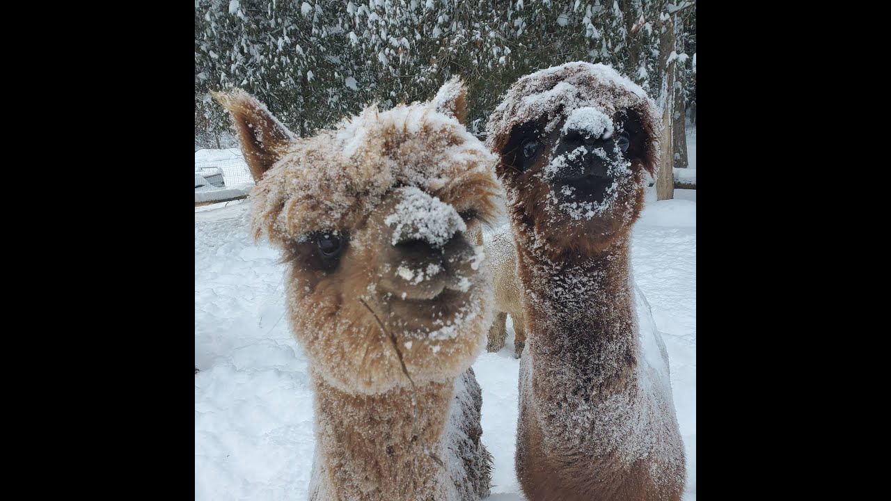 8 More minutes of Alpacas eating