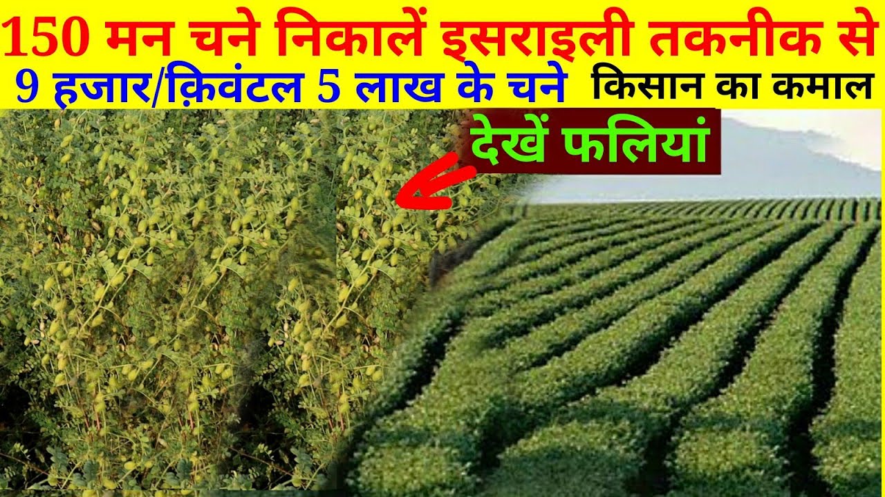 chane ki kheti, इजराइली तकनीक से चने की खेती 150 मन, israeli taknik se chane ki kheti 150 man/hectar