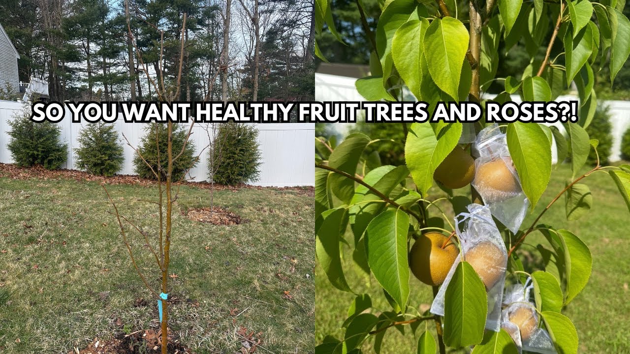 🍎🌹DO THIS FOR ENDLESS FRUITS & ROSES!!! 🍒🍇#gardenmaintenance