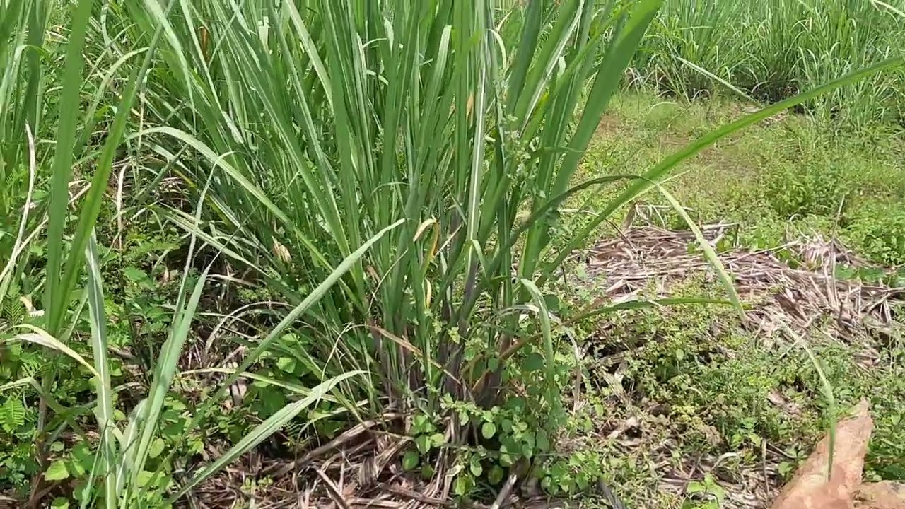 86032 Sugarcane 3rd Ratoon Crop