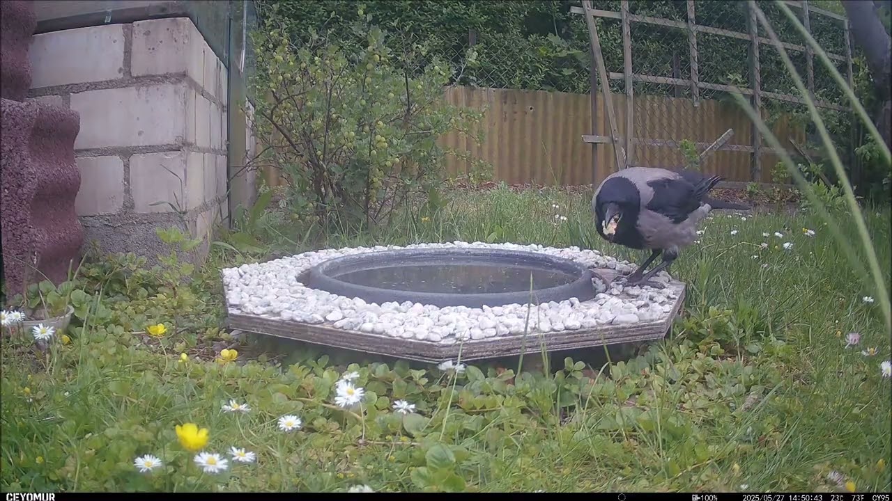 Tieraufnahmen: Vogelbad 16 | #031