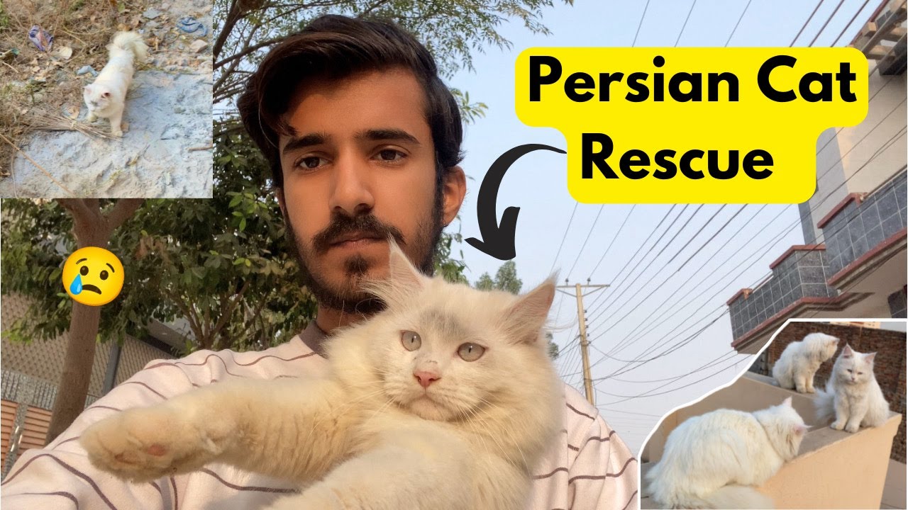 I found a lost Persian cat 😿💔 Outside my house || Cat Rescue |Rehan & Max