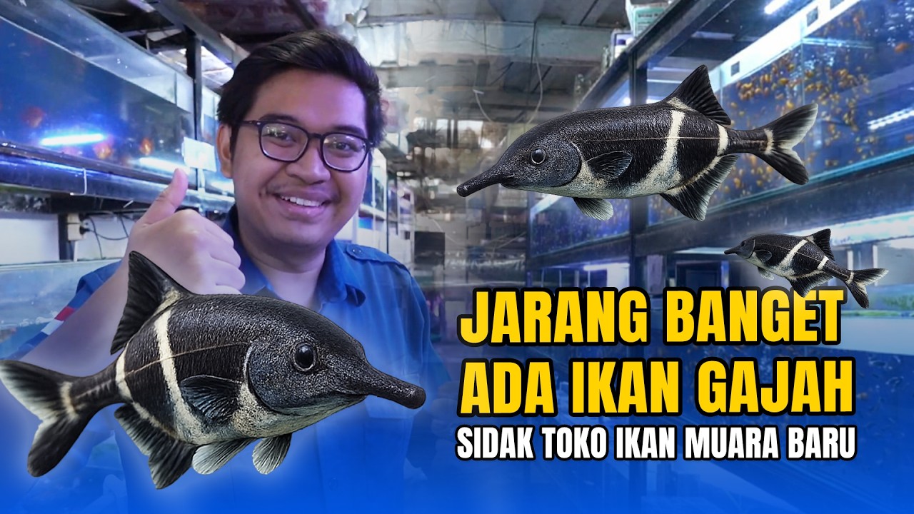 JARANG BANGET ADA IKAN GAJAH! SIDAK TOKO IKAN MUARA BARU!