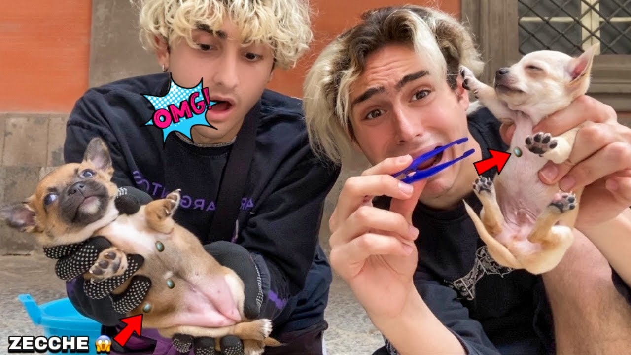 TROVIAMO DEI CUCCIOLI ABBANDONATI DIVORATI DA ZECCHE ENORMI! *cerchiamo di rimuoverle*