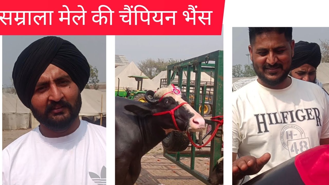 सम्राला मेले की चैंपियन भैंस#cow #murraha #animalfarming #baffalo #farming #bullfarm #bull 