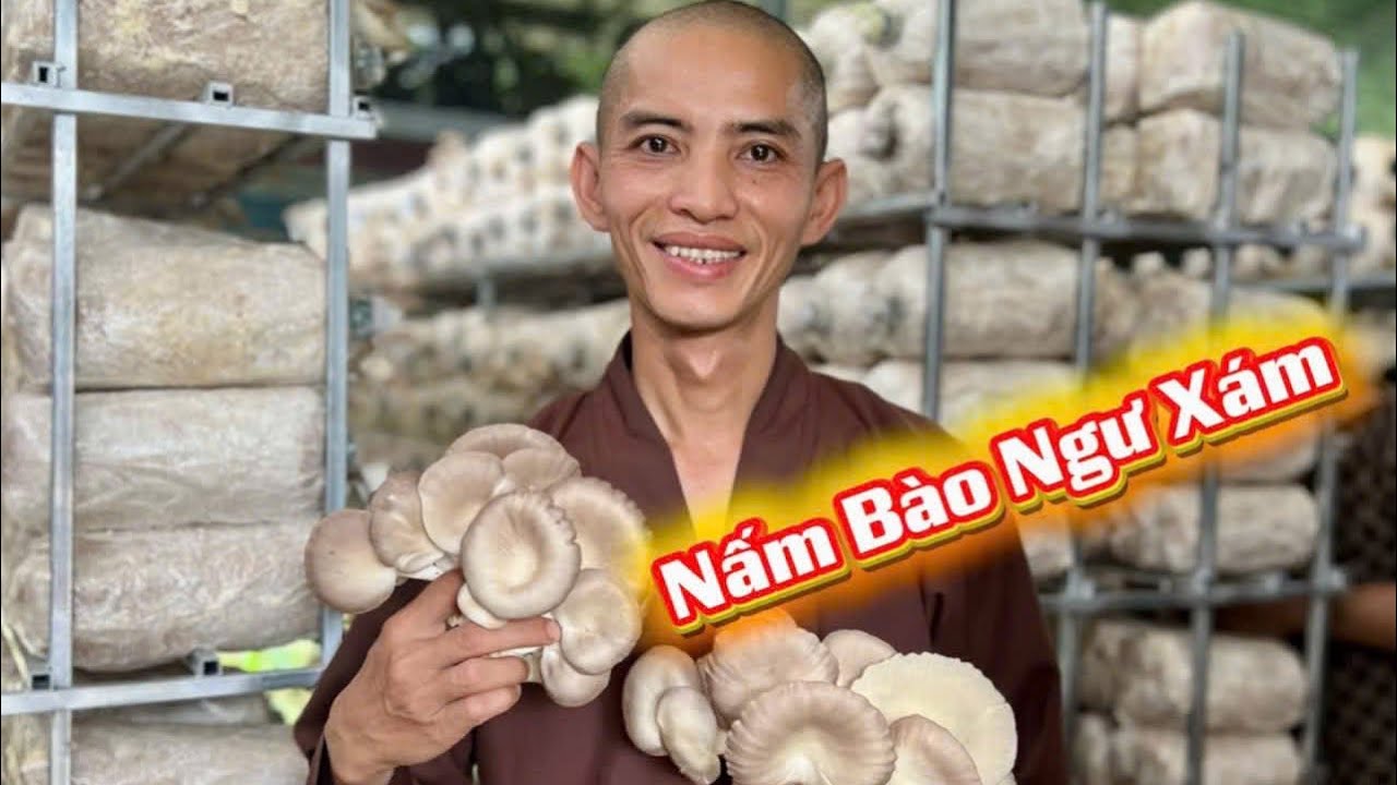 Đạo tràng Định Pháp trồng Nấm Bào Ngư Xám #thichtamhoan 