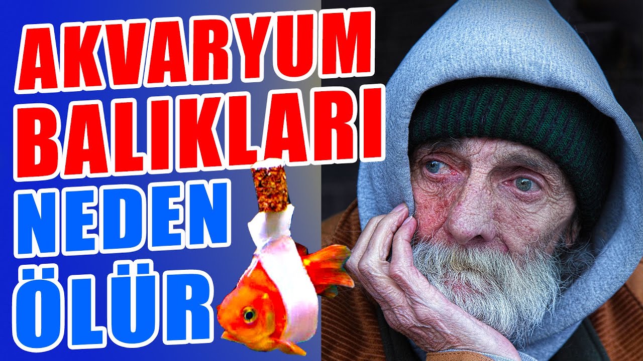 BALIKLAR NEDEN ÖLÜR? Akvaryum Balıkları Neden Ölür? - Fazla Yem Balığı Öldürür mü?