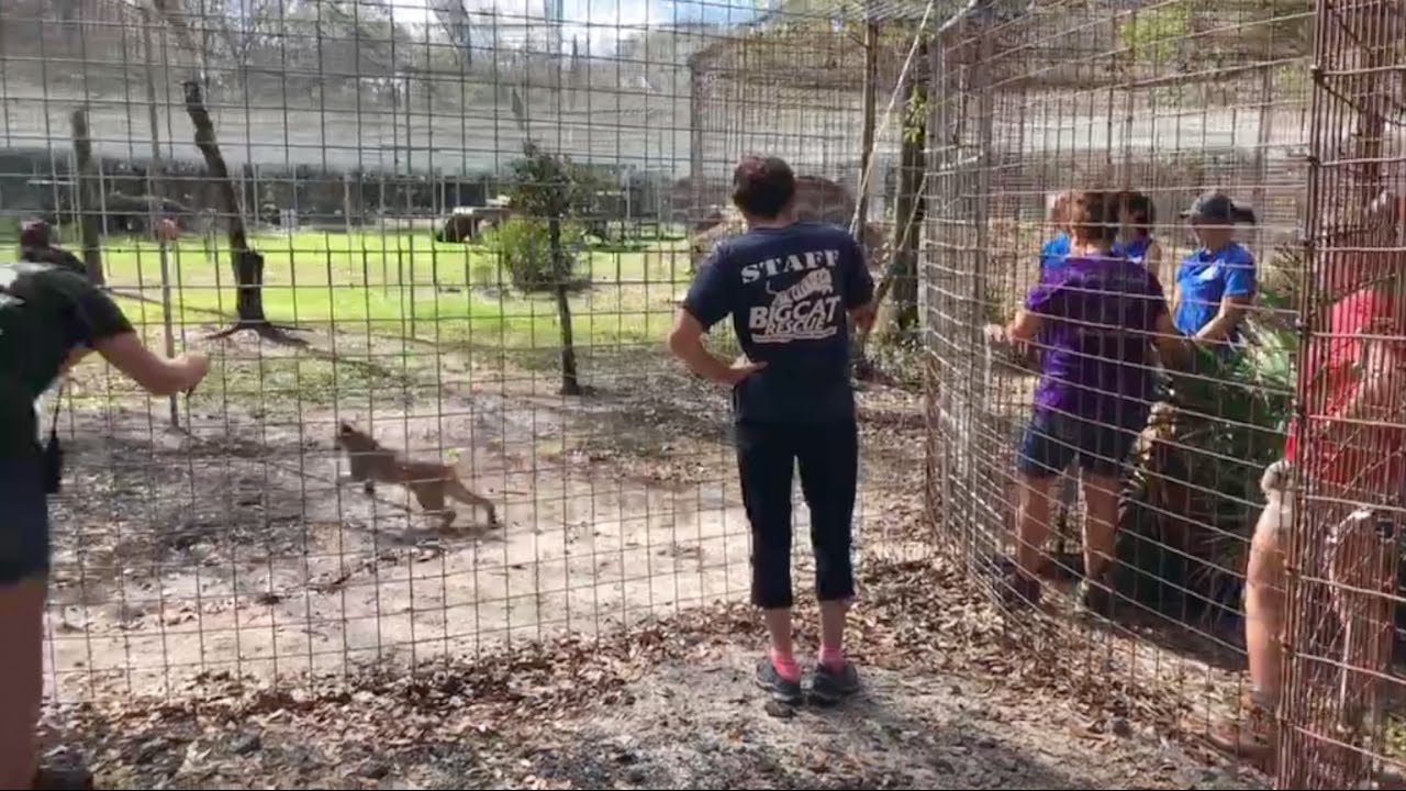 Dryden & Kewlona Bobcats go on Vacation