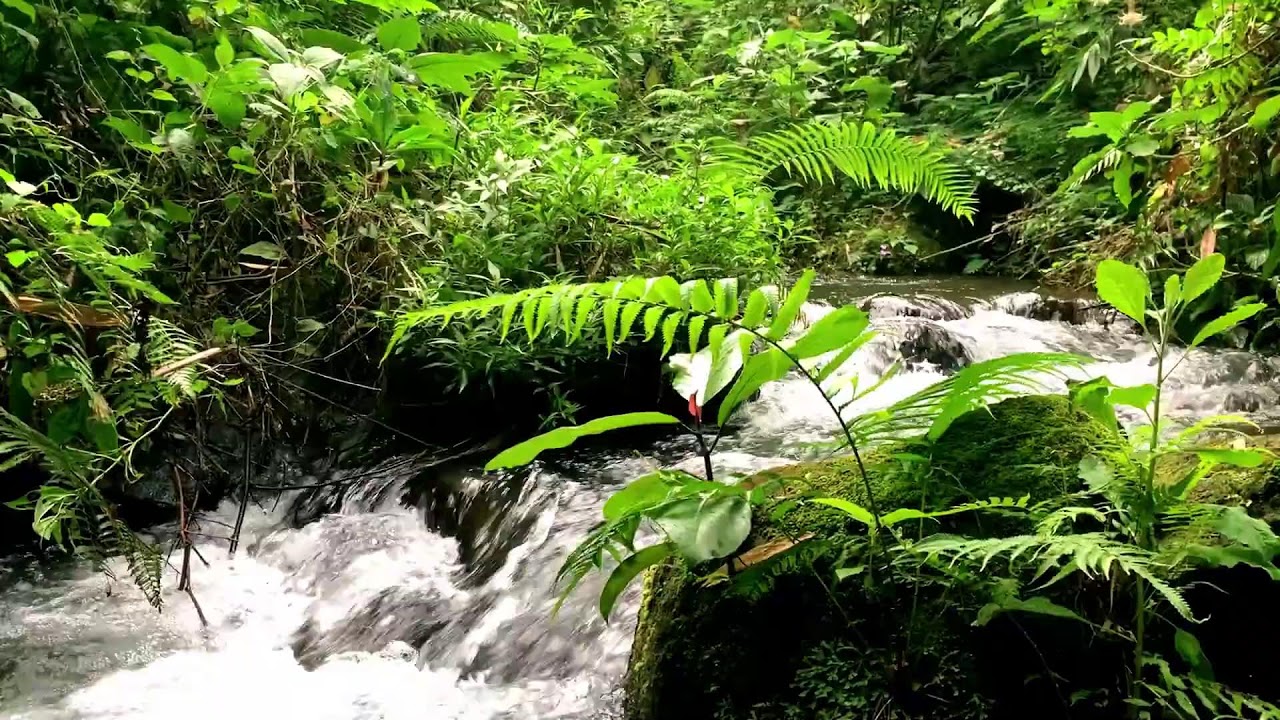 Freshwater Stream for Restful Sleep, Sound Sleep