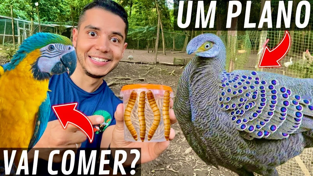 LARVA de Tenebrio Molitor para as AVES | Arara Canind&eacute; | Fais&atilde;o Eperonier | Aves Recriar