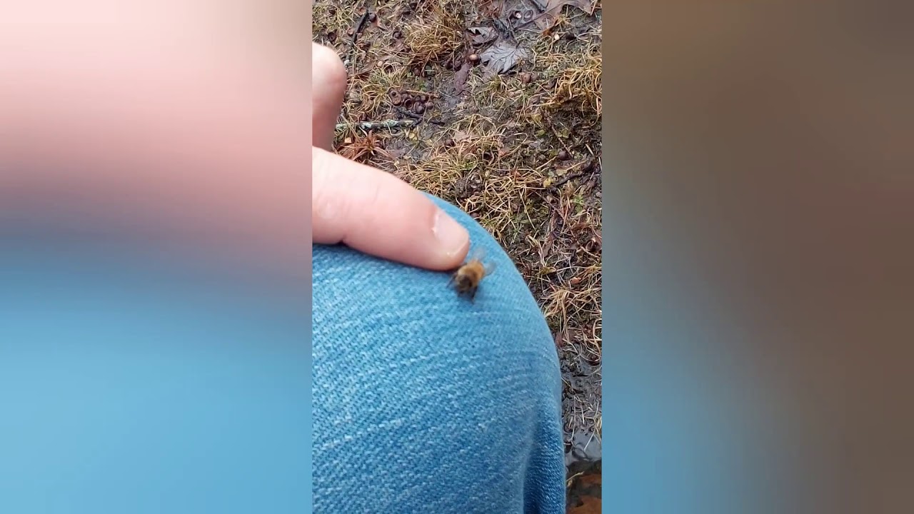 Northeast Ohio bee 🐝 yard with Ryan Reynolds.