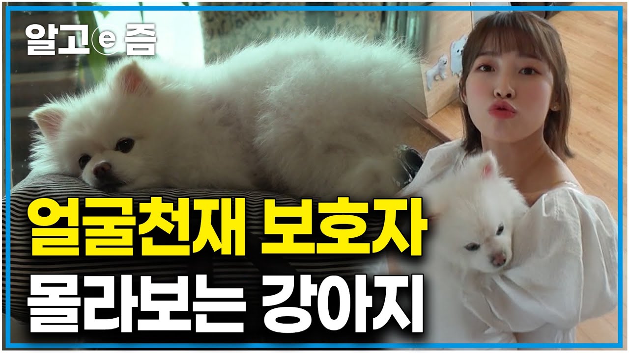 보호자가 오마이걸 아린인데 철저히 무시?' 어느 순간부터 산책도 놀이도 뭐든 하려 하지 않고 보호자인 아린 마저 무시하는 무기력한 강아지 '아리'｜세상에 나쁜 개는 없다｜알고e즘