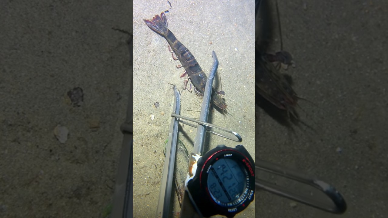 Deep sea forager diving for seafood #deepseaforage #catchlobster #catchcrab