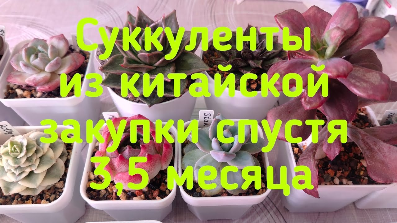 Суккуленты из китайской посылки спустя 3,5 месяца. #succulents #echeveria 