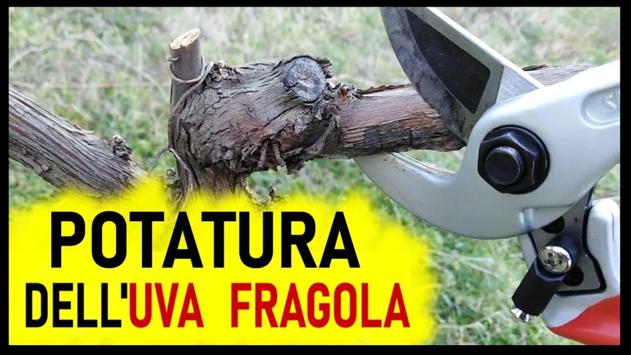 POTATURA UVA AMERICANA E UVA FRAGOLA, spiegazione semplice