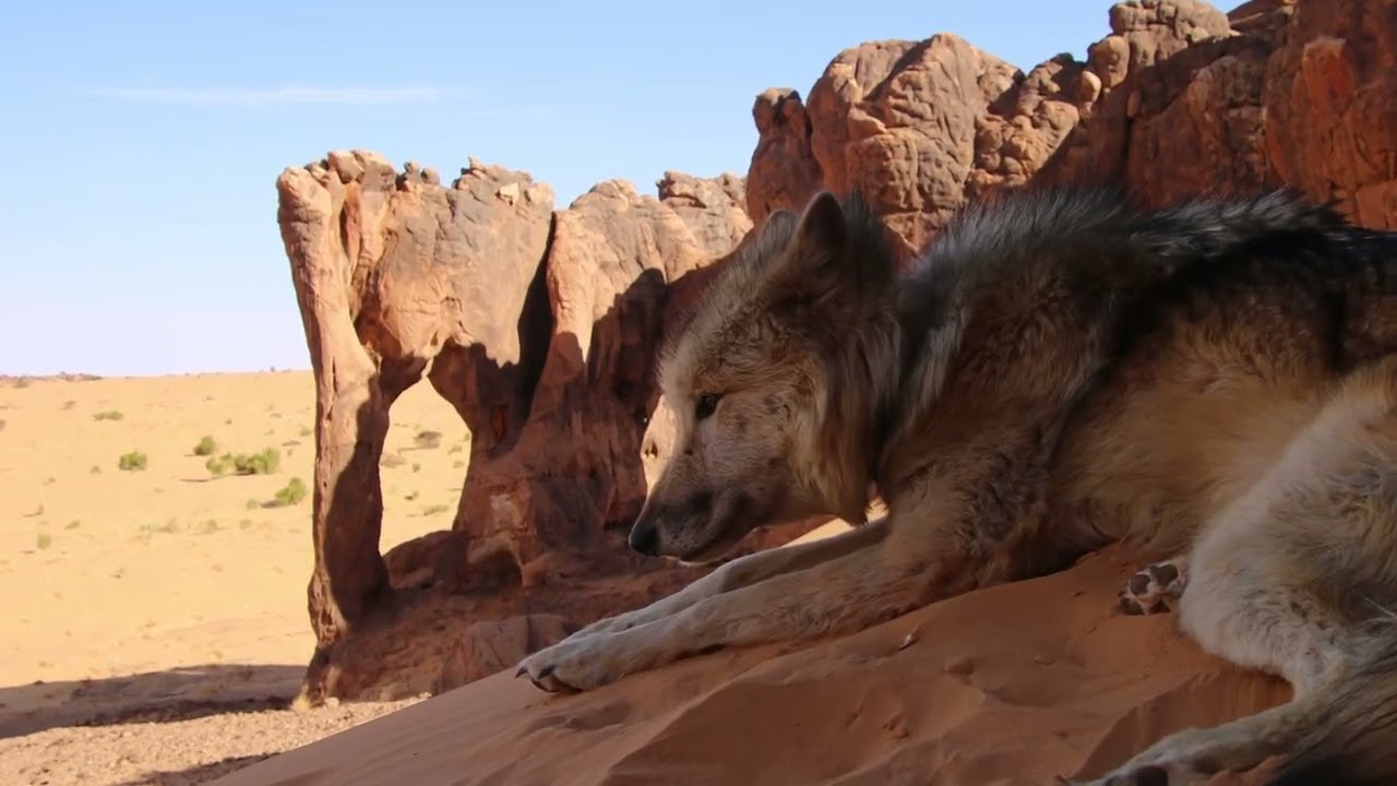 Mit Wolfhunden an den Elefantenfelsen in Mauretanien