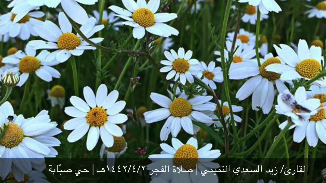 القارئ/ زيد السعدي التميمي (حي صبّابة)