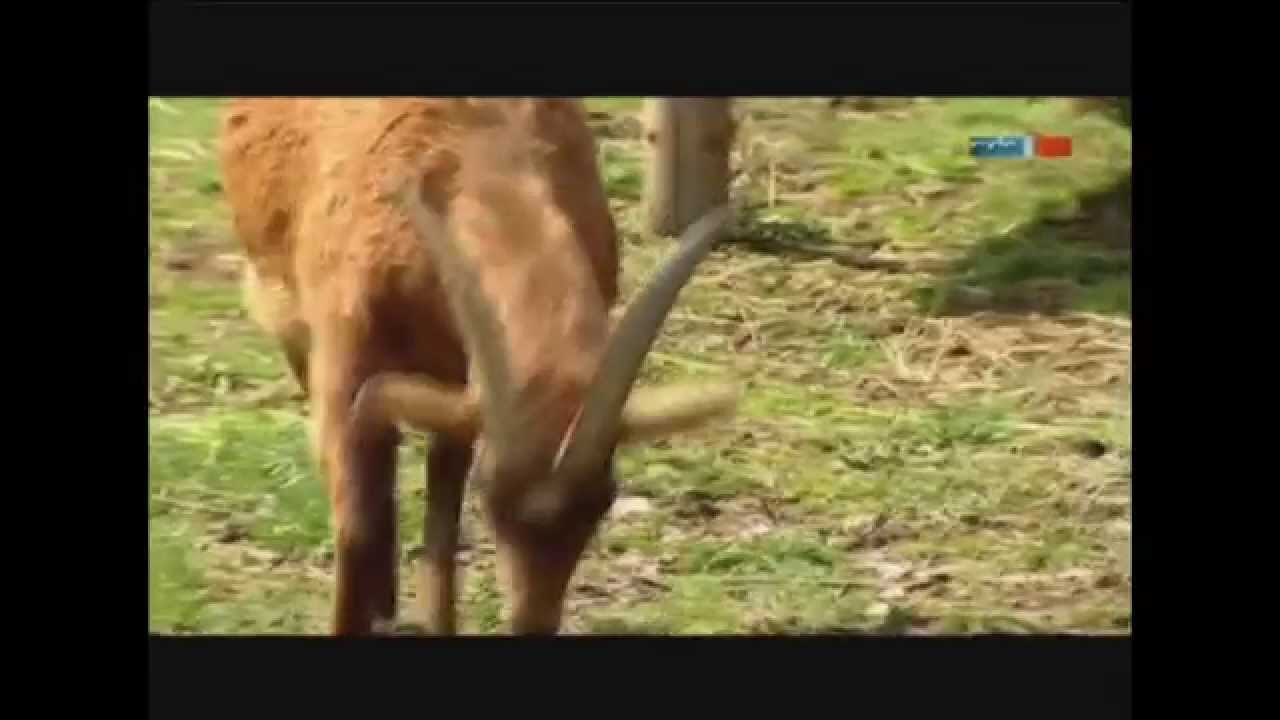 Bockau im Erzgebirge (MDR_Sachsen)