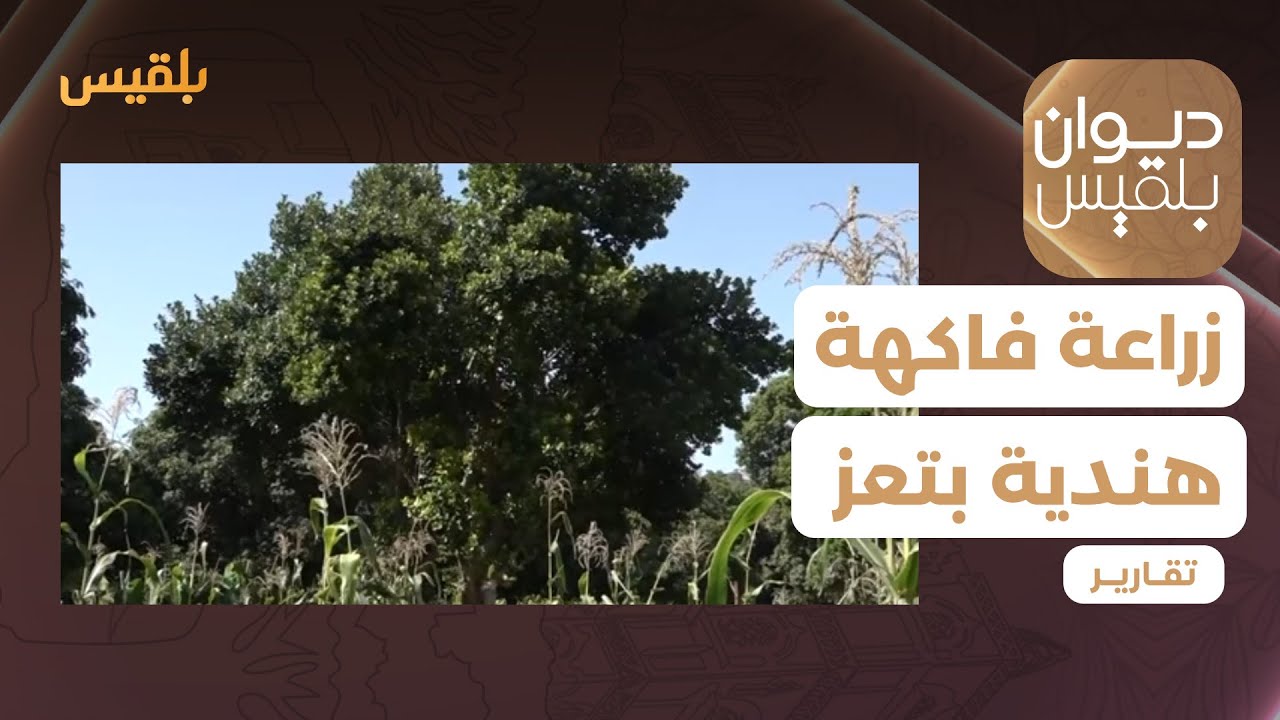 أحمد المنصري.. مواطن ينجح في زراعة فاكهة هندية لأول مرة بتعز | تقرير: إبراهيم سعيد