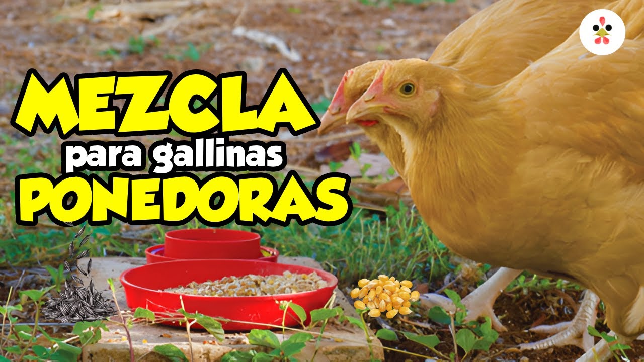 Receta casera de alimento para gallinas:🐔  nutritivas y f&aacute;ciles de preparar