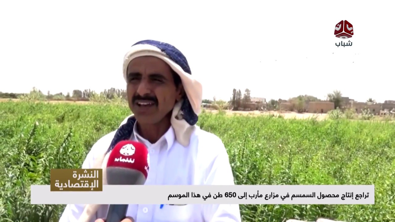 تراجع إنتاج محصول السمسم في مزارع مأرب إلى 650 طن في هذا الموسم  | تقرير رشاد النواري