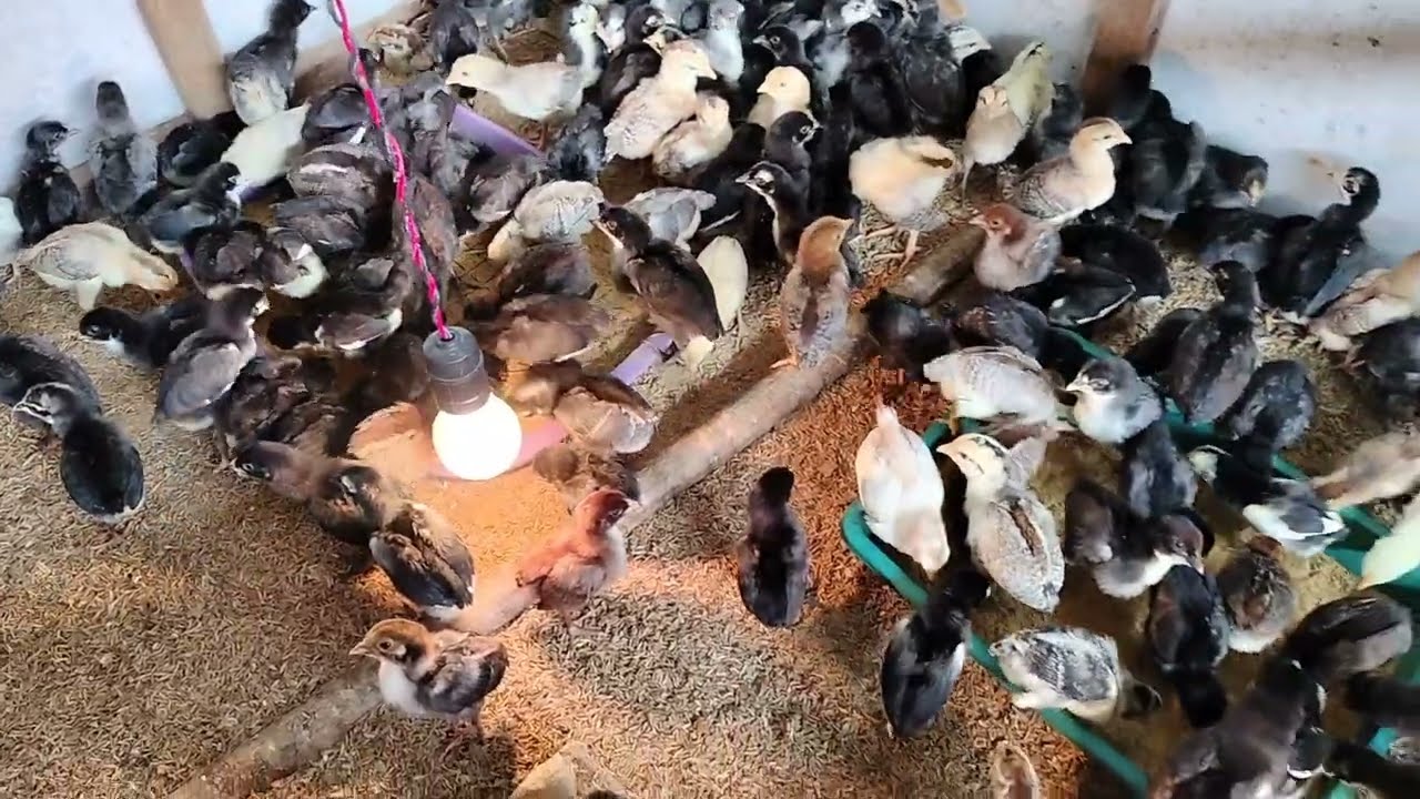 massa broding ayam kub sampai umur 30 hari👍