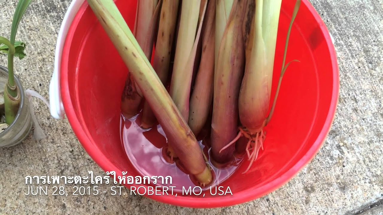 การเพาะตะไคร้ให้ออกราก