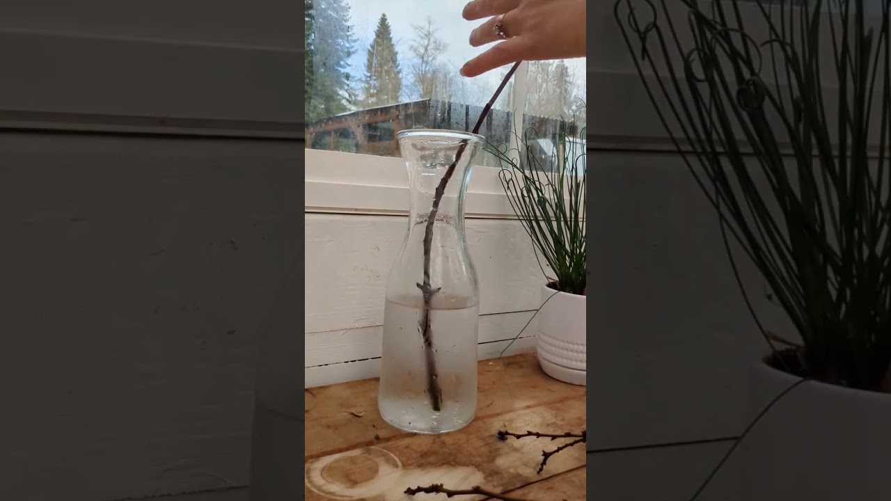 How to force flowering branches / spring blooms #appleblossom #gardening #zone8b #flowers