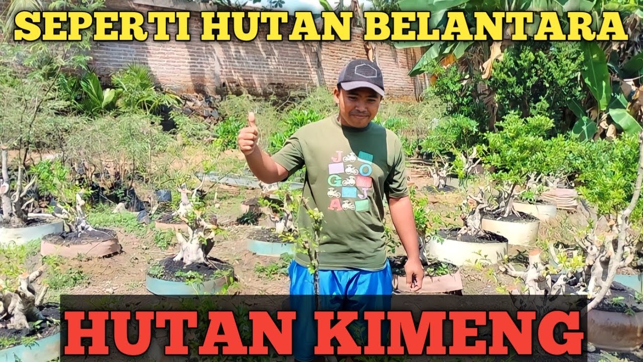 SEPERTI HUTAN BELANTARA!!! GROUND BONSAI KIMENG MILIK SUHUNYA BONSAI JEMBER