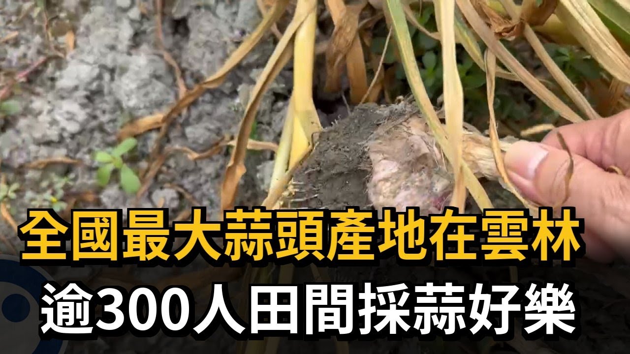 全國最大蒜頭產地在雲林 逾300人田間採蒜好樂－民視新聞