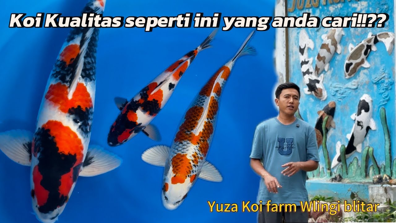 Yang seperti ini idaman para sultan ‼️ review Koi di desa tegal asri Wlingi blitar