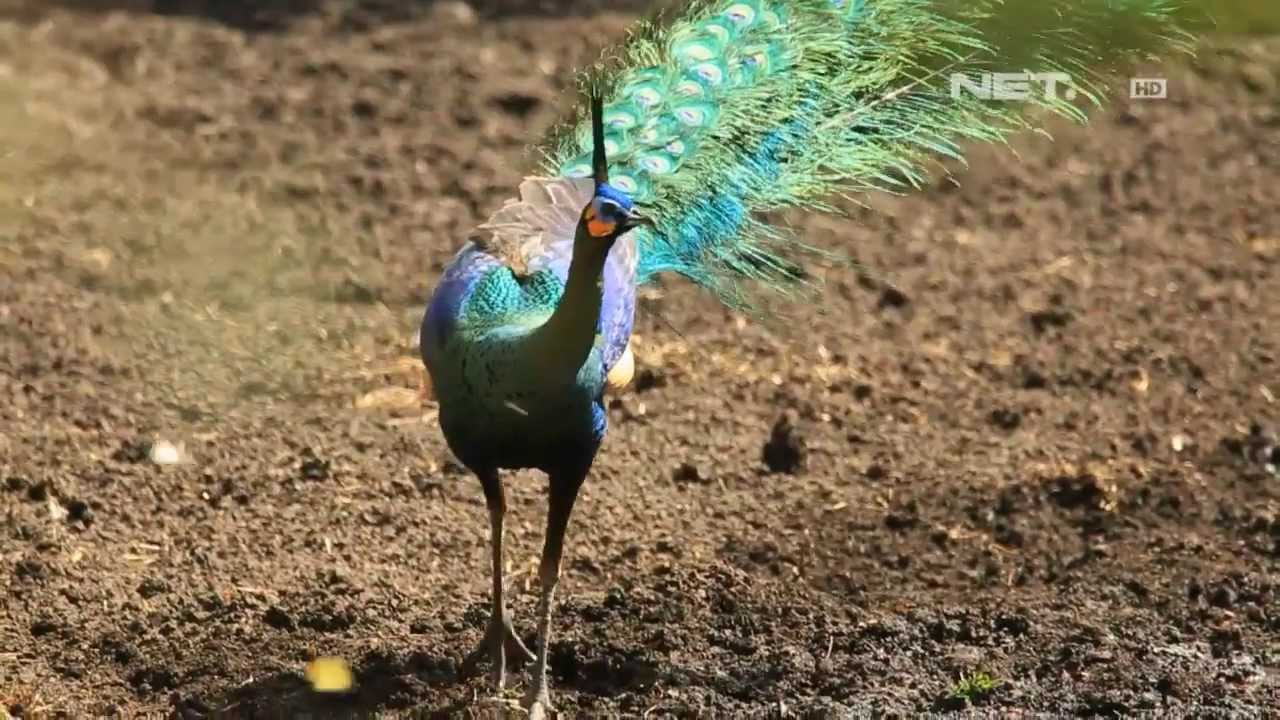 NET17 - Keindahan Savana Africa van Java di Situbondo