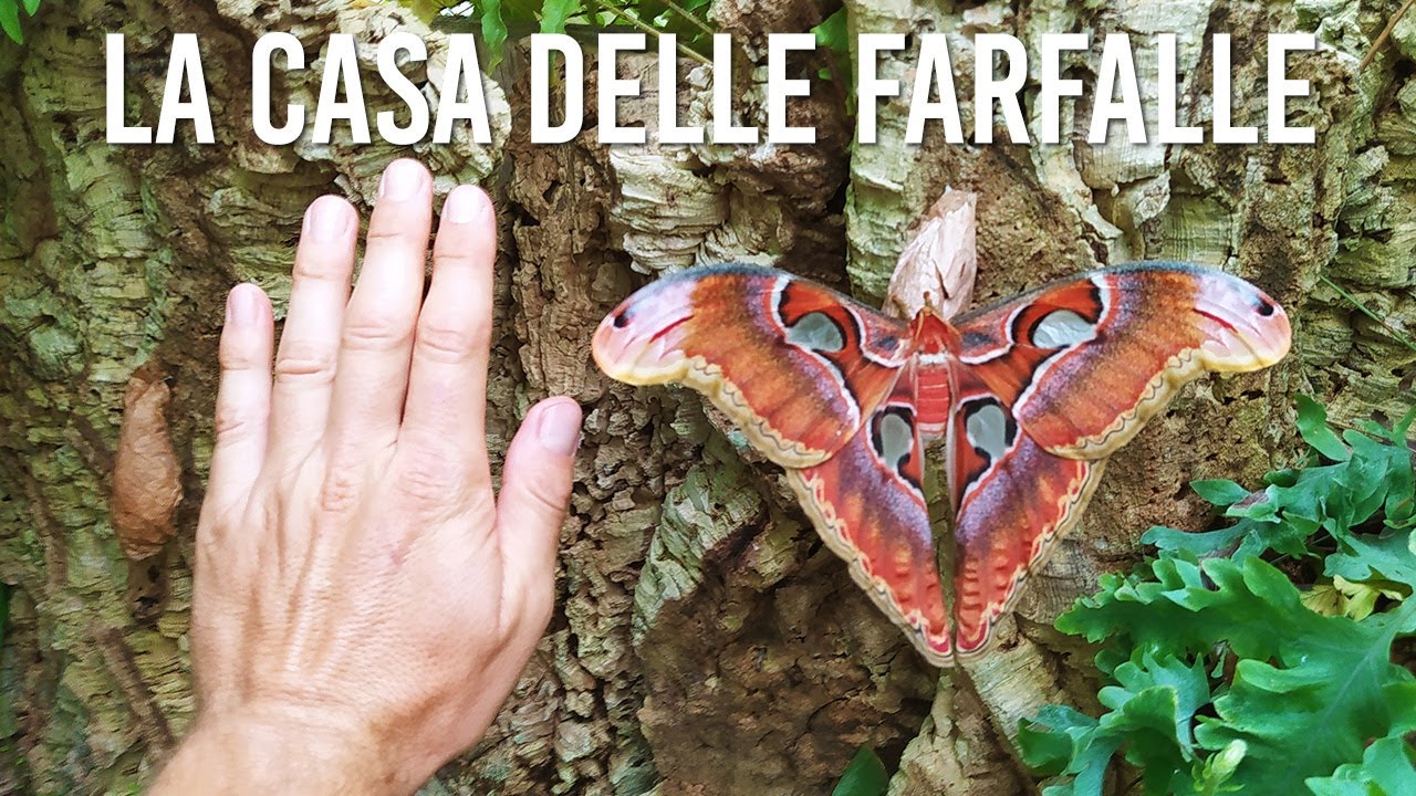 La Casa delle Farfalle di Milano Marittima