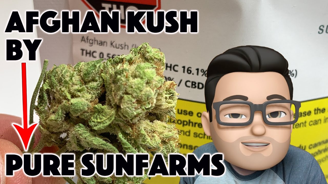 AFGHAN KUSH REVIEWED by PURE SUNFARMS! | iPot Review