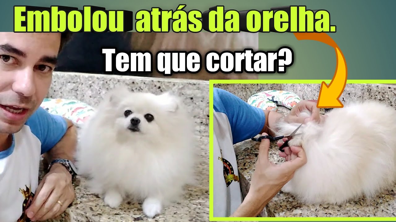 Tirando o nó da pelagem do Spitz