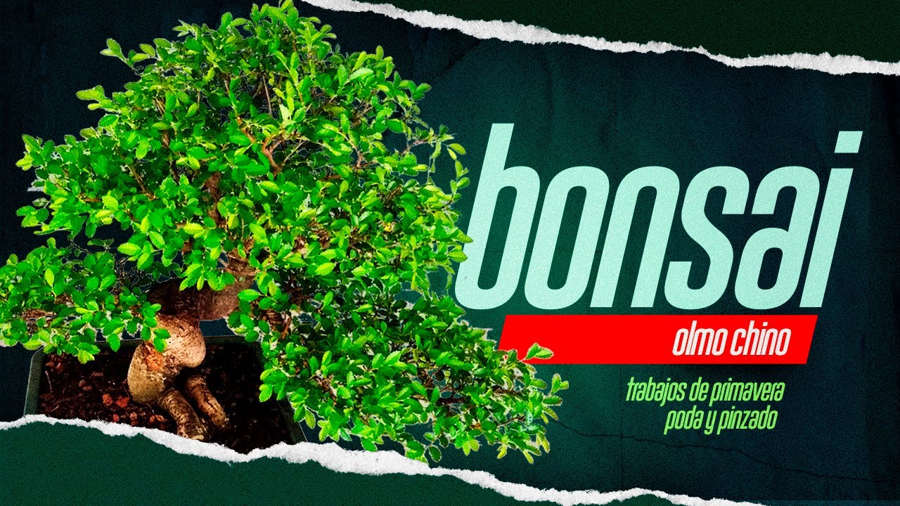 Cómo trabajar un olmo chino! | trabajos de primavera | pinzado y defoliado