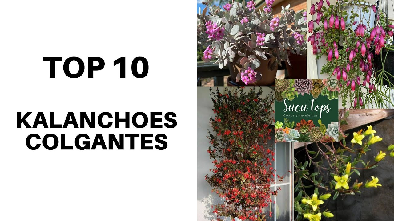 TOP 10 KALANCHOES COLGANTES