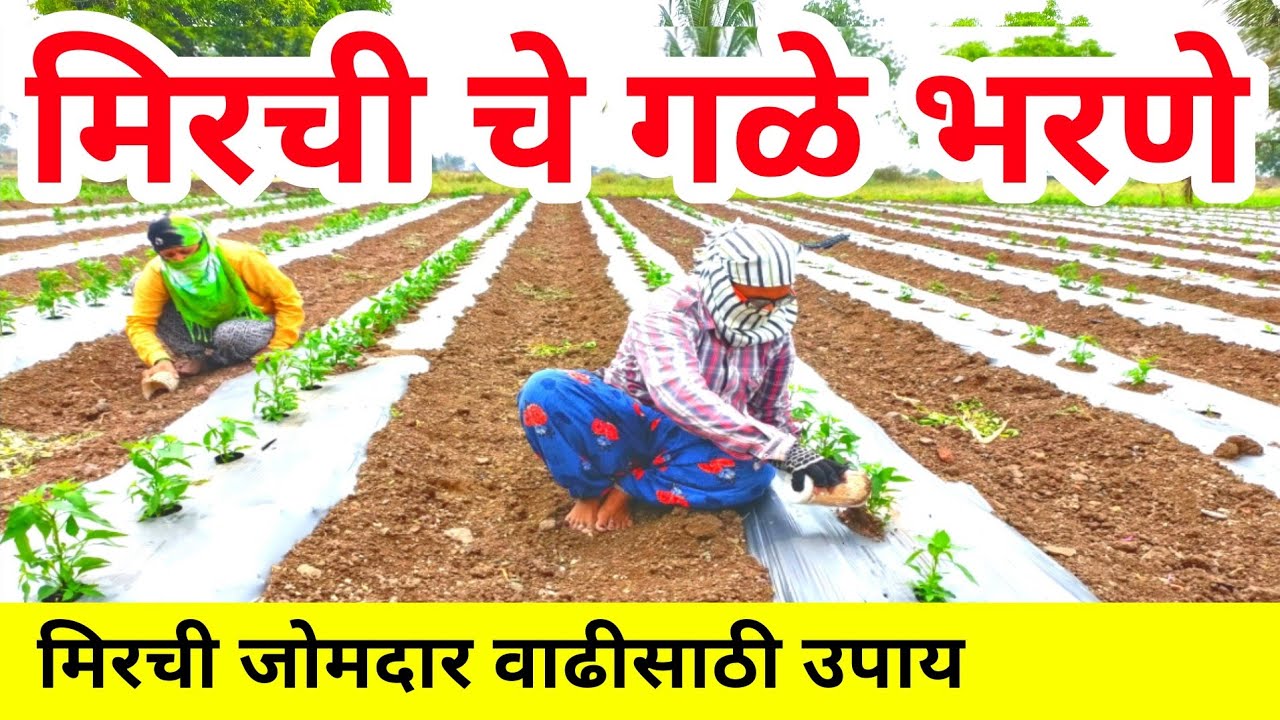 मिरची चे गळे भरणे | मिरची जोमदार वाढीसाठी उपाय | मिरची लागवड | Mirchi lagwad | Milind bhor