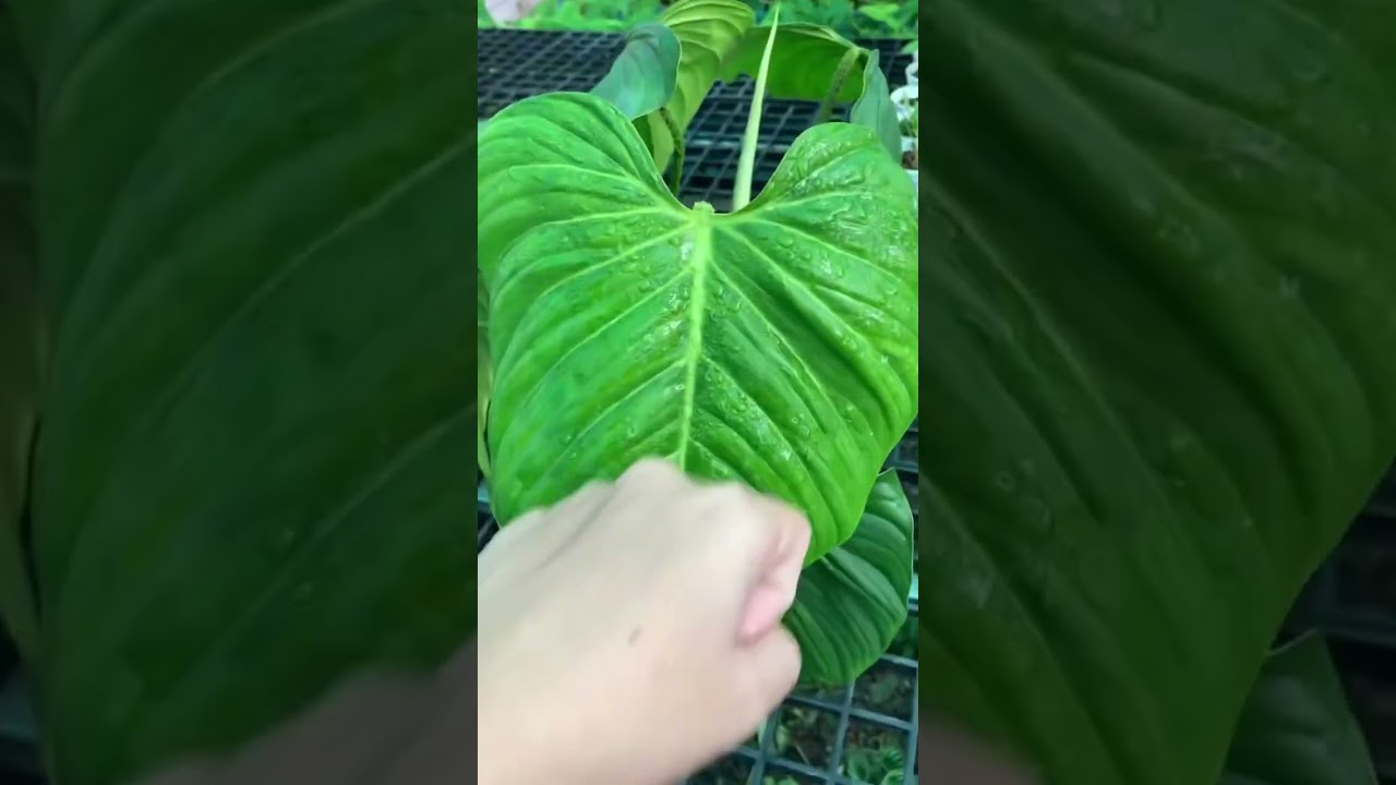 What's up, bro?!  #growthup #plants