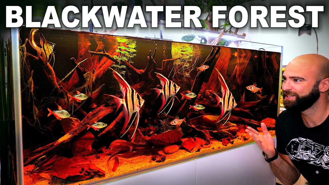 Blackwater Forest: EPIC Natural Habitat Style Aquarium (Aquascape Tutorial)