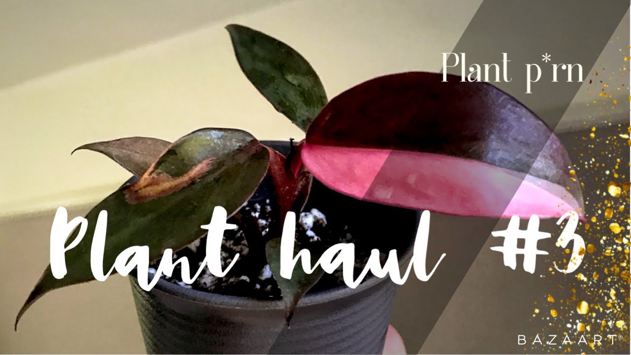 PLANT P*RN! - rare plant haul #3 (pink princess...)