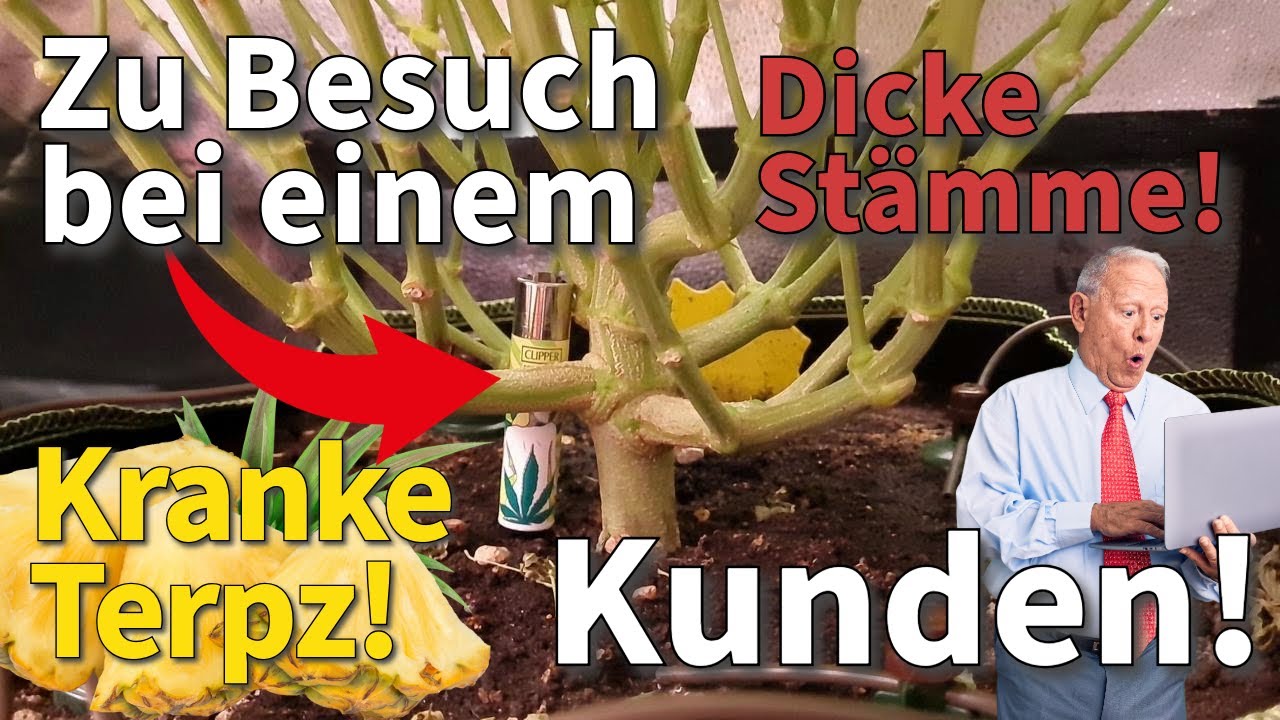 Kranke Terpz! Dicke St&auml;mme! Update zum Kundenbesuch - 3 Ph&auml;notypen 1 Gewinner  100% organischer Grow